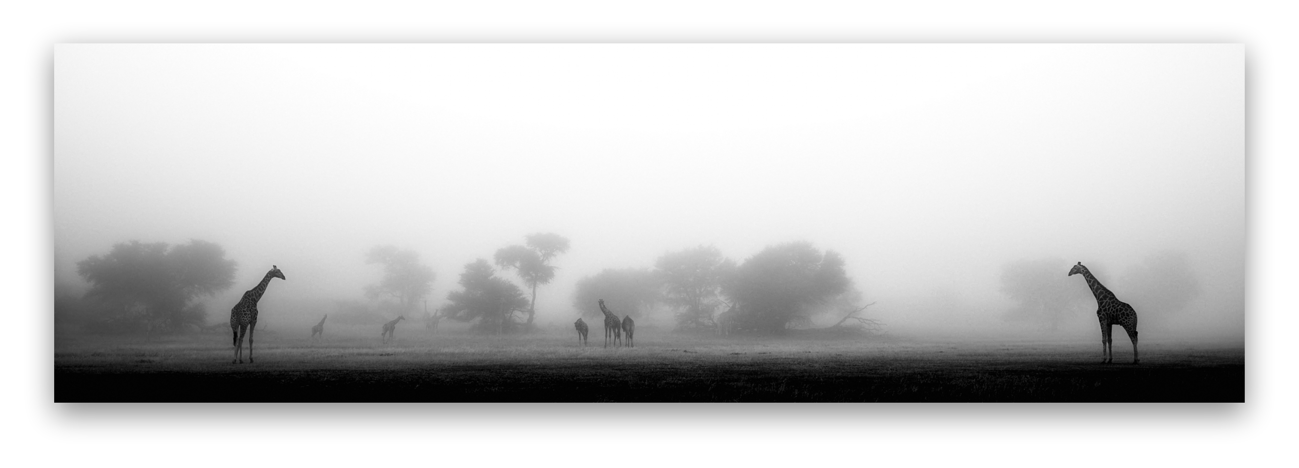 Loading Giraffes in the Mist...
