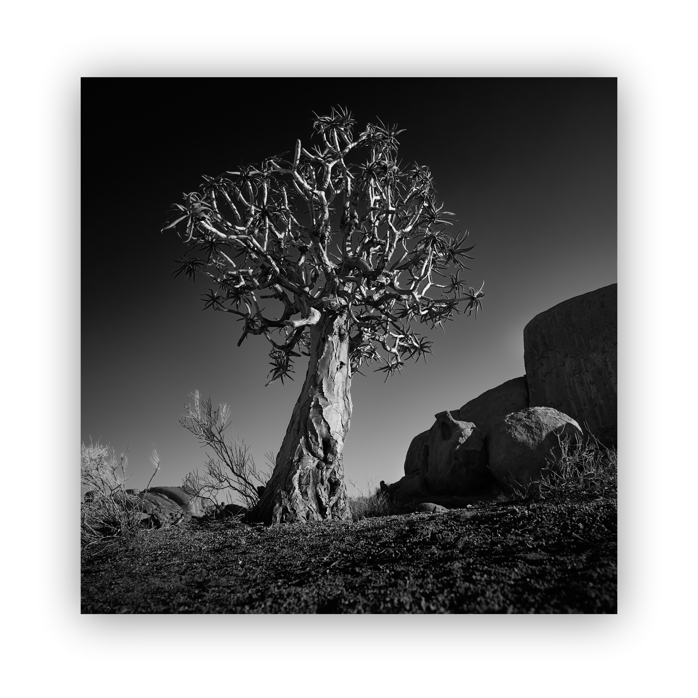Desert Icon